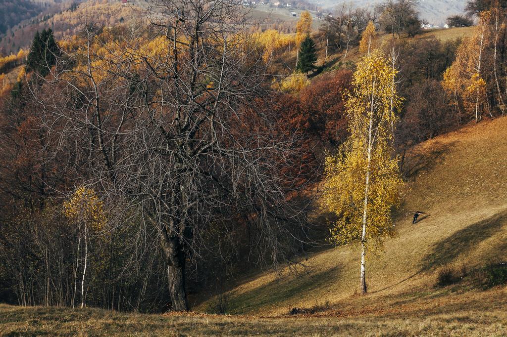 Drumul Carului Villa Moieciu de Jos Luaran gambar